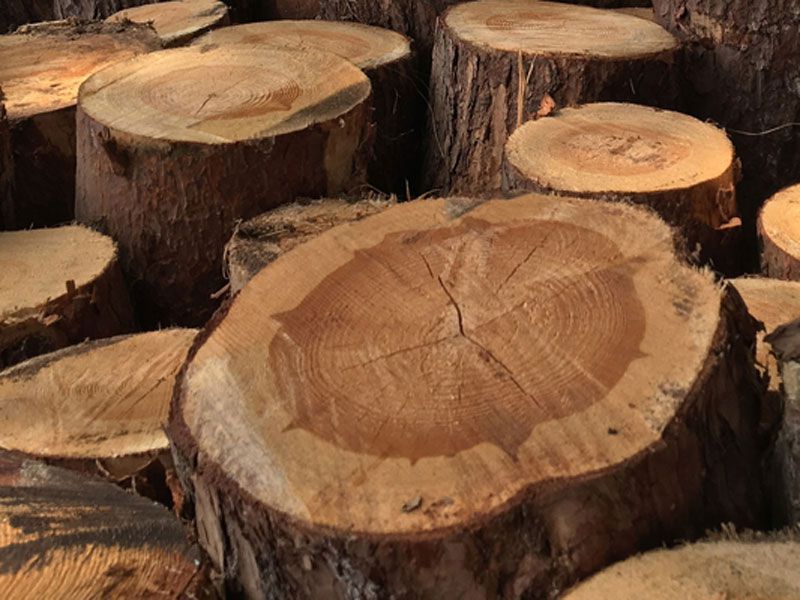 Baumstamm Alternativen zu Tropenholz