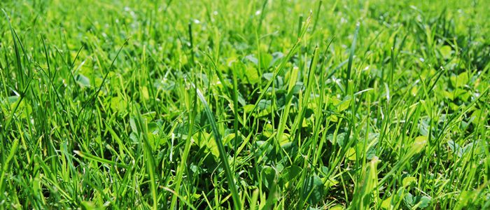 Frühjahr rasen gelbe halme Gelbe Flecken